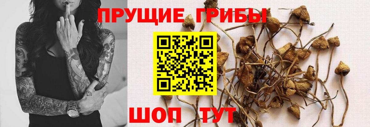 Псилоцибиновые грибы GOLDEN TEACHER Волоколамск